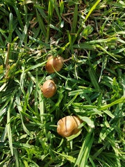 Agaricineae