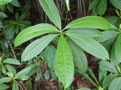 Alstonia angustifolia
