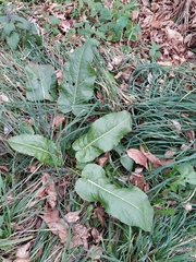 Rumex obtusifolius