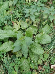 Rumex obtusifolius