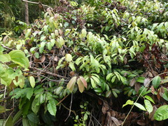 Anodendron candolleanum