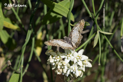 Antigonus emorsa