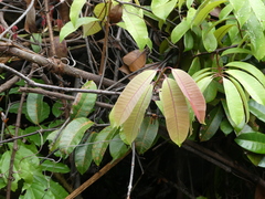 Anodendron candolleanum