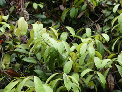 Anodendron candolleanum