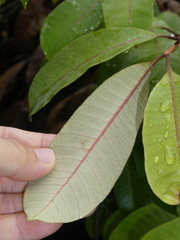 Anodendron candolleanum