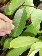 Anodendron candolleanum