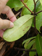 Anodendron candolleanum