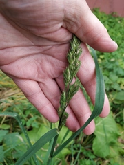 Dactylis glomerata