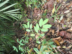 Antidesma cuspidatum