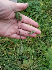 Dactylis glomerata
