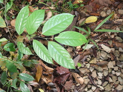 Antidesma cuspidatum