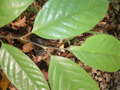 Antidesma cuspidatum