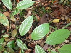 Antidesma cuspidatum