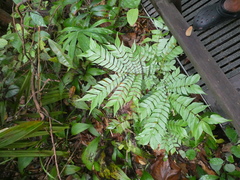 Archidendron clypearia