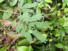 Archidendron contortum