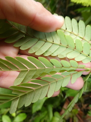 Archidendron contortum