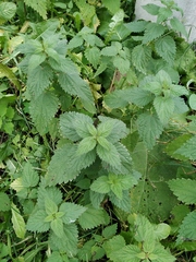 Urtica dioica