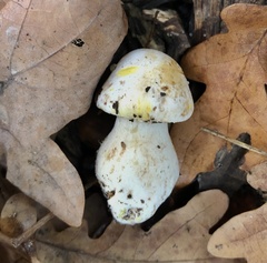 Agaricus xanthodermus