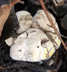 Agaricus xanthodermus