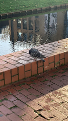 Columba livia domestica