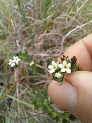 Lithospermum papillosum
