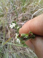 Lithospermum papillosum