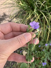 Convolvulus sabatius