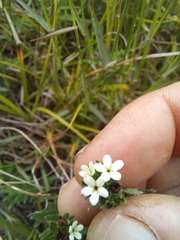 Lithospermum papillosum
