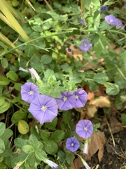Convolvulus sabatius