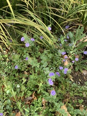 Convolvulus sabatius