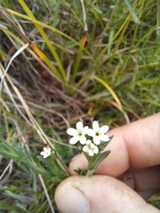 Lithospermum papillosum