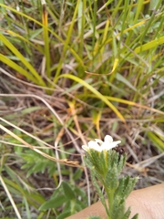 Lithospermum papillosum