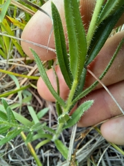 Lithospermum papillosum