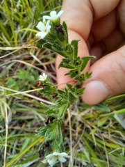 Lithospermum papillosum