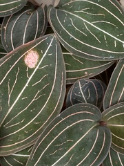 Ludisia discolor