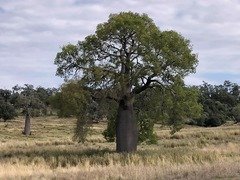 Brachychiton rupestris