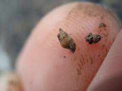 Potamopyrgus estuarinus