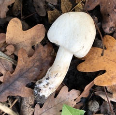 Agaricus xanthodermus