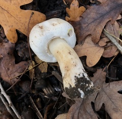 Agaricus xanthodermus