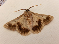 Hypobapta tachyhalotaria