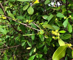Erythroxylum australe