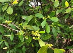 Erythroxylum australe