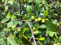Erythroxylum australe