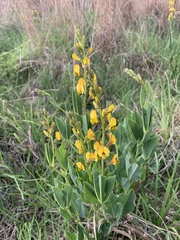 Argyrolobium robustum