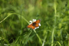 Melitaea parthenoides