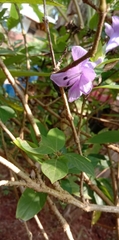 Barleria obtusa
