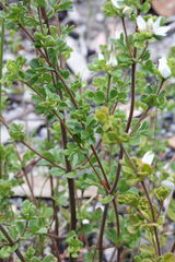 Boronia algida