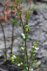 Boronia algida