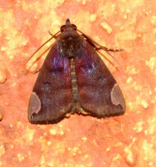 Chrysopera combinans