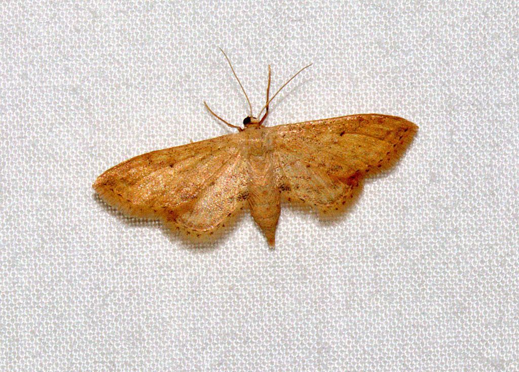 Lycaugidia
